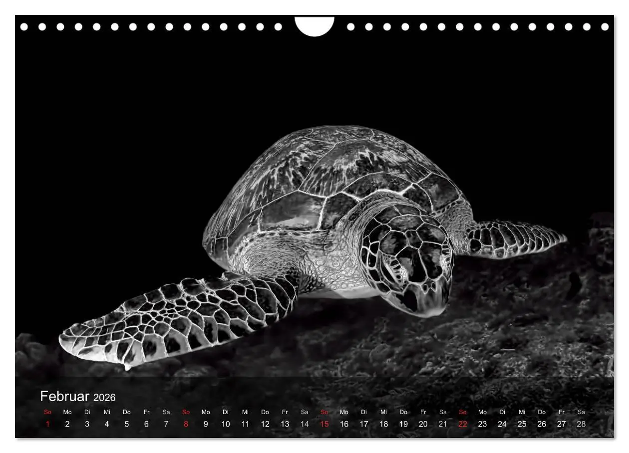 Bild: 9783516050301 | Schildkröten des Ozeans (Wandkalender 2026 DIN A4 quer), CALVENDO...