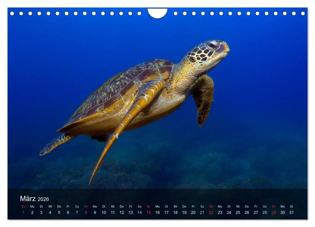 Bild: 9783516050301 | Schildkröten des Ozeans (Wandkalender 2026 DIN A4 quer), CALVENDO...