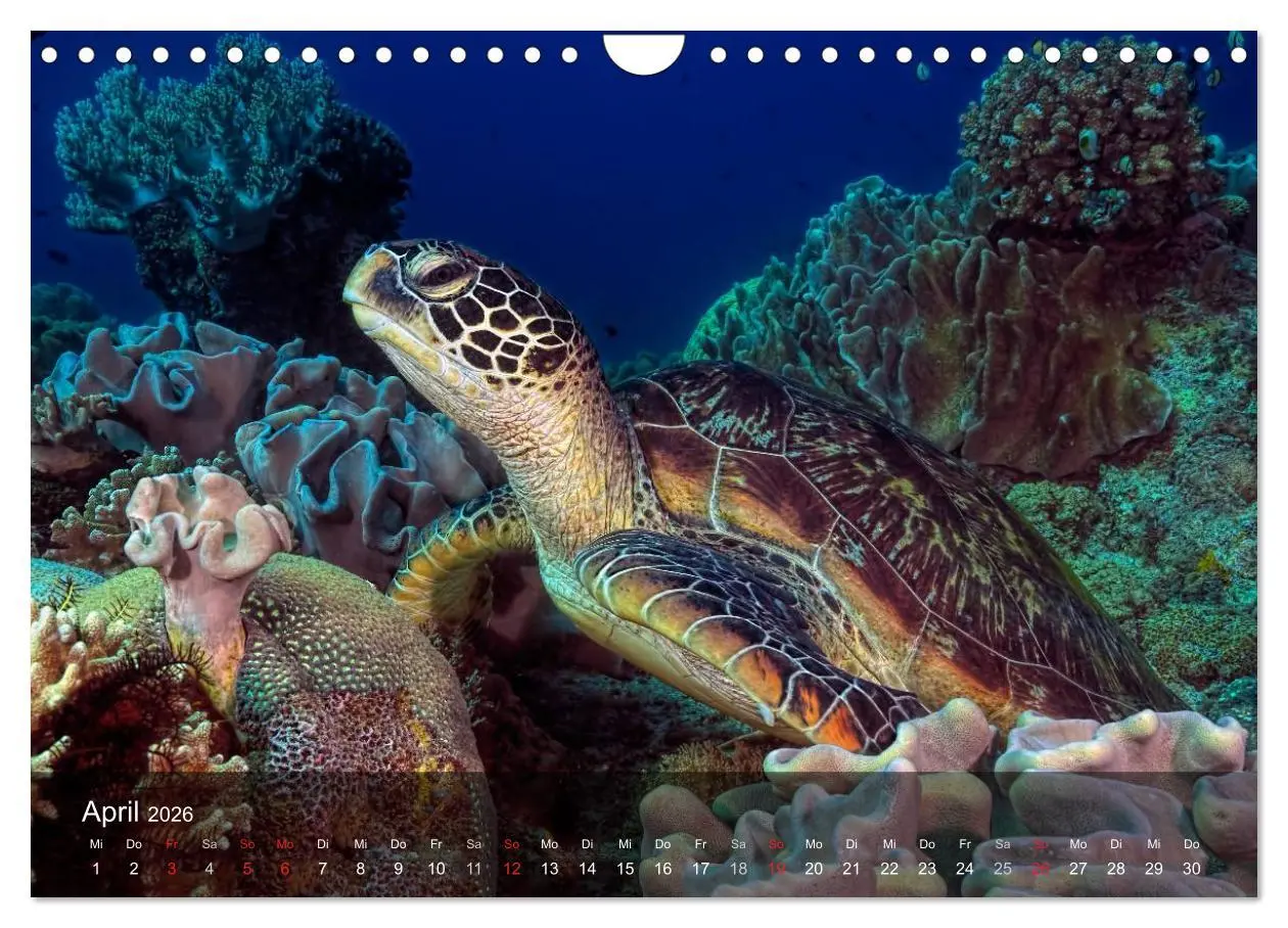 Bild: 9783516050301 | Schildkröten des Ozeans (Wandkalender 2026 DIN A4 quer), CALVENDO...