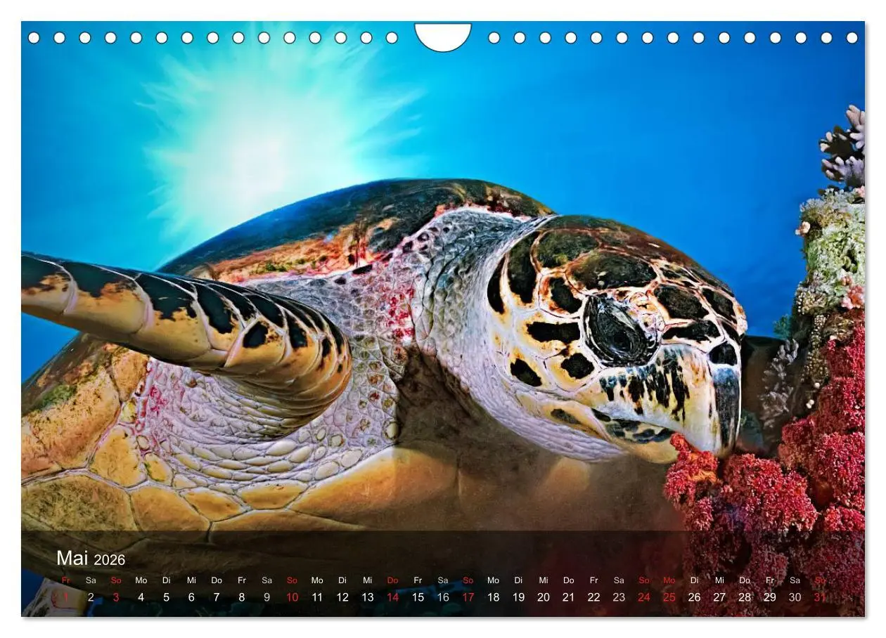 Bild: 9783516050301 | Schildkröten des Ozeans (Wandkalender 2026 DIN A4 quer), CALVENDO...