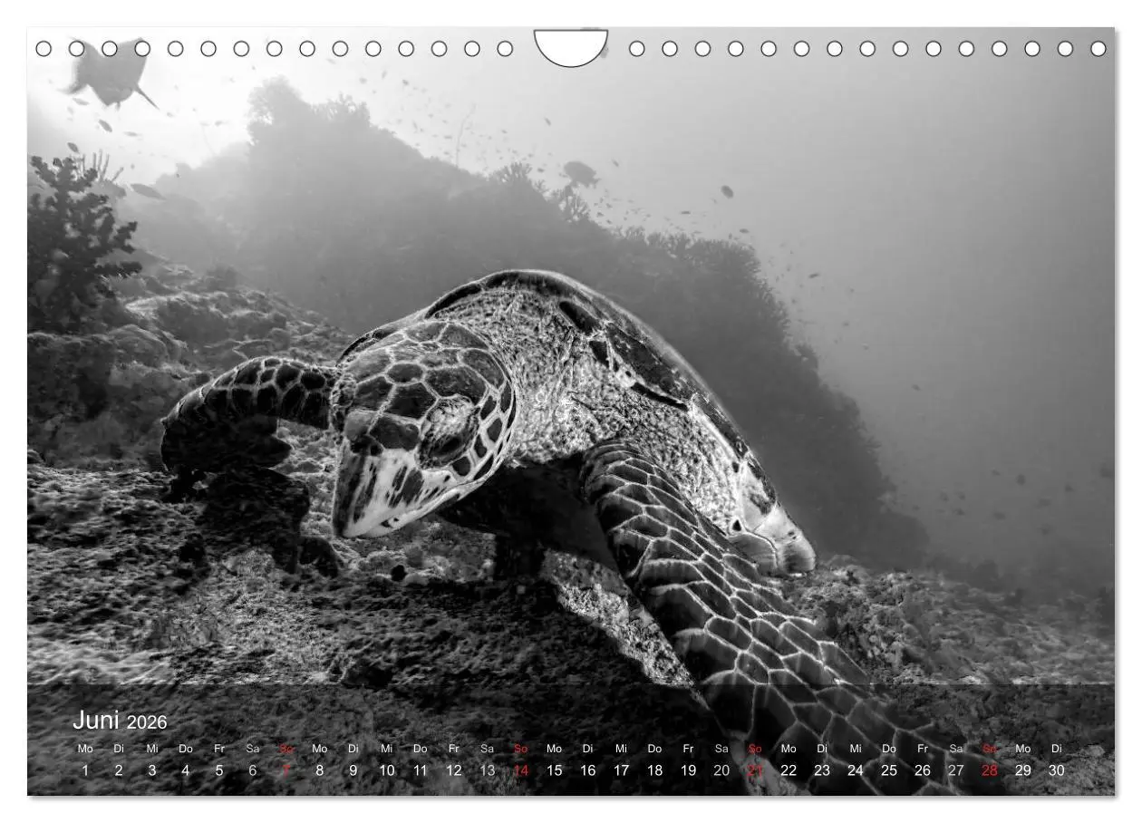 Bild: 9783516050301 | Schildkröten des Ozeans (Wandkalender 2026 DIN A4 quer), CALVENDO...