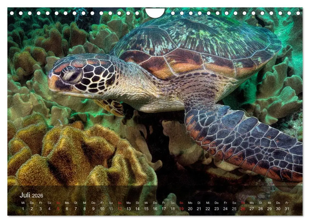 Bild: 9783516050301 | Schildkröten des Ozeans (Wandkalender 2026 DIN A4 quer), CALVENDO...