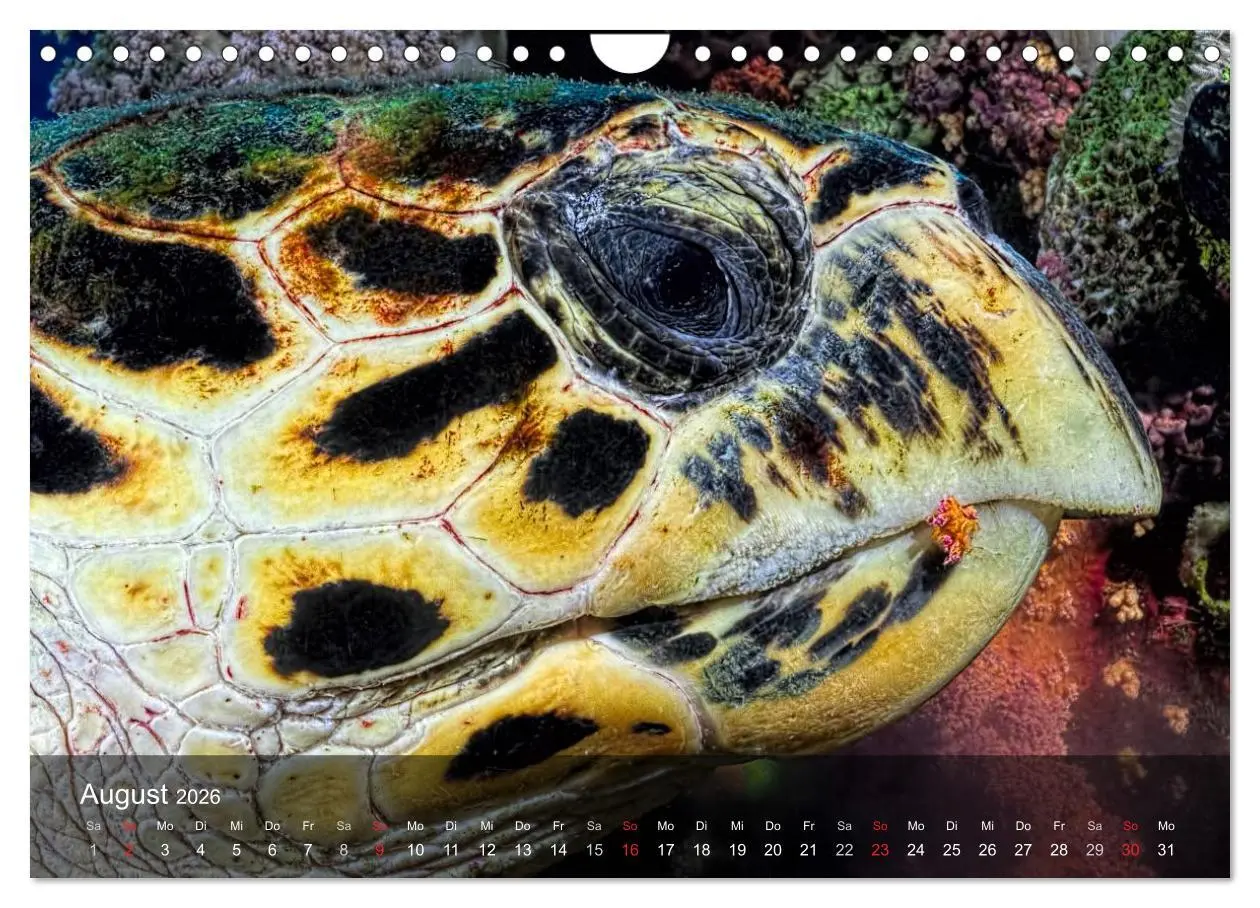 Bild: 9783516050301 | Schildkröten des Ozeans (Wandkalender 2026 DIN A4 quer), CALVENDO...