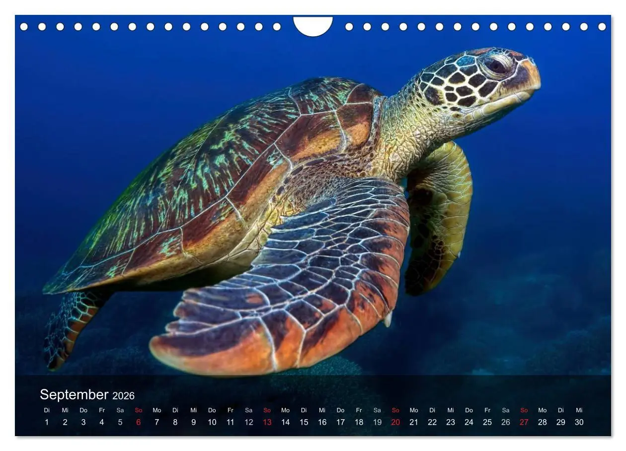 Bild: 9783516050301 | Schildkröten des Ozeans (Wandkalender 2026 DIN A4 quer), CALVENDO...