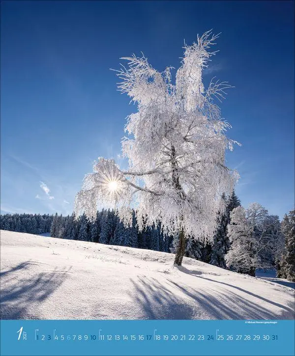Bild: 9783819300301 | Augenblicke im Wald 2027 | Verlag Korsch | Kalender | Spiralbindung