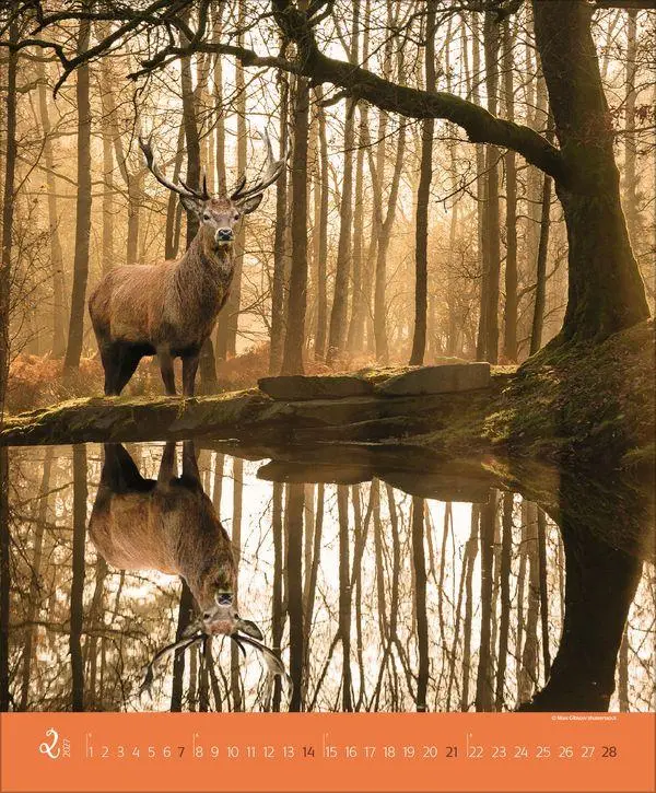 Bild: 9783819300301 | Augenblicke im Wald 2027 | Verlag Korsch | Kalender | Spiralbindung