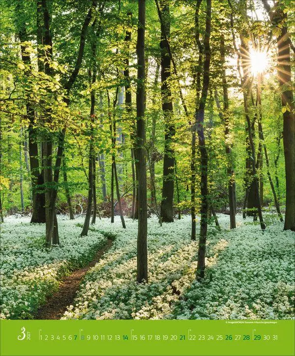 Bild: 9783819300301 | Augenblicke im Wald 2027 | Verlag Korsch | Kalender | Spiralbindung