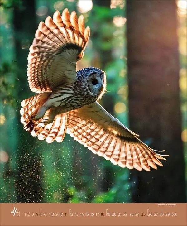 Bild: 9783819300301 | Augenblicke im Wald 2027 | Verlag Korsch | Kalender | Spiralbindung