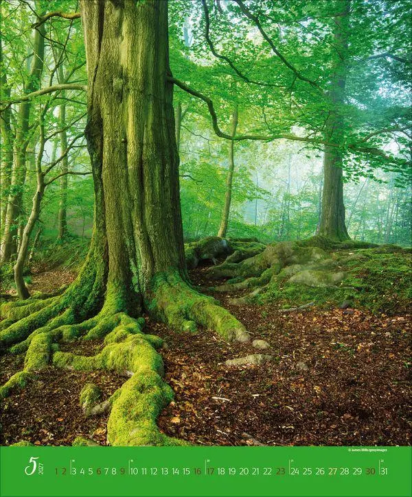 Bild: 9783819300301 | Augenblicke im Wald 2027 | Verlag Korsch | Kalender | Spiralbindung