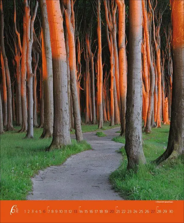 Bild: 9783819300301 | Augenblicke im Wald 2027 | Verlag Korsch | Kalender | Spiralbindung