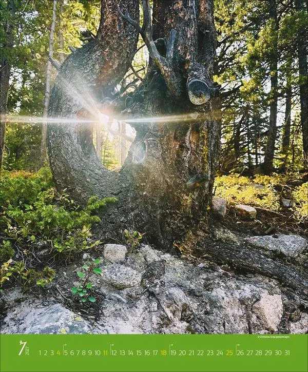 Bild: 9783819300301 | Augenblicke im Wald 2027 | Verlag Korsch | Kalender | Spiralbindung