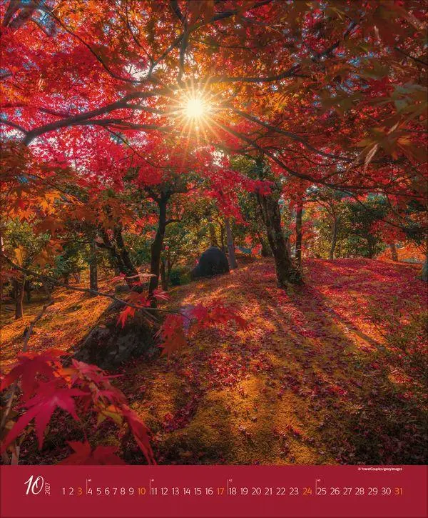 Bild: 9783819300301 | Augenblicke im Wald 2027 | Verlag Korsch | Kalender | Spiralbindung