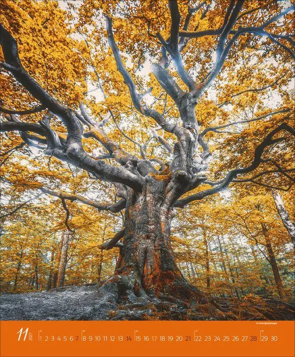 Bild: 9783819300301 | Augenblicke im Wald 2027 | Verlag Korsch | Kalender | Spiralbindung