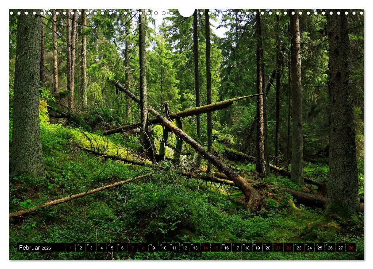 Bild: 9783457940501 | Tiveden, der NatURWALD in Schweden (Wandkalender 2026 DIN A3 quer),...