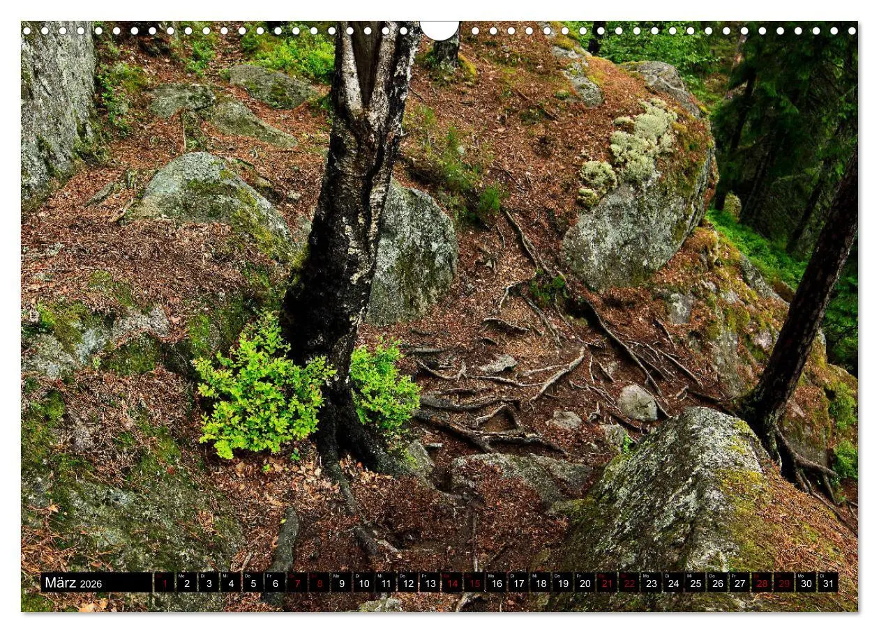 Bild: 9783457940501 | Tiveden, der NatURWALD in Schweden (Wandkalender 2026 DIN A3 quer),...
