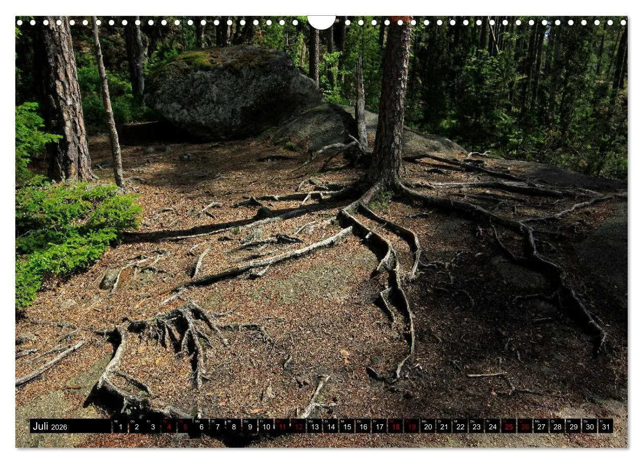 Bild: 9783457940501 | Tiveden, der NatURWALD in Schweden (Wandkalender 2026 DIN A3 quer),...