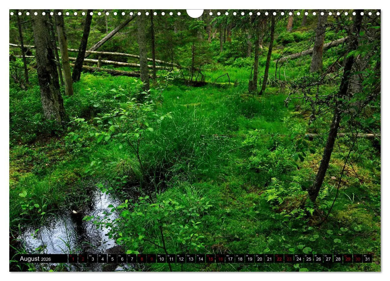 Bild: 9783457940501 | Tiveden, der NatURWALD in Schweden (Wandkalender 2026 DIN A3 quer),...