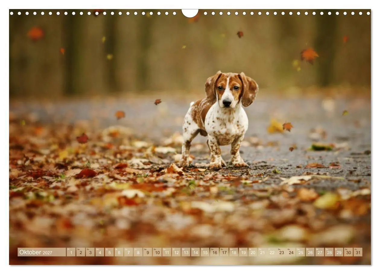 Bild: 9783569810501 | Die Dackel daggeln.... (Wandkalender 2027 DIN A3 quer), CALVENDO...