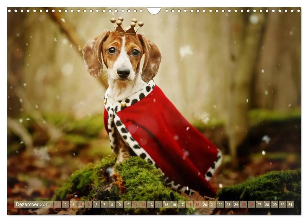 Bild: 9783569810501 | Die Dackel daggeln.... (Wandkalender 2027 DIN A3 quer), CALVENDO...