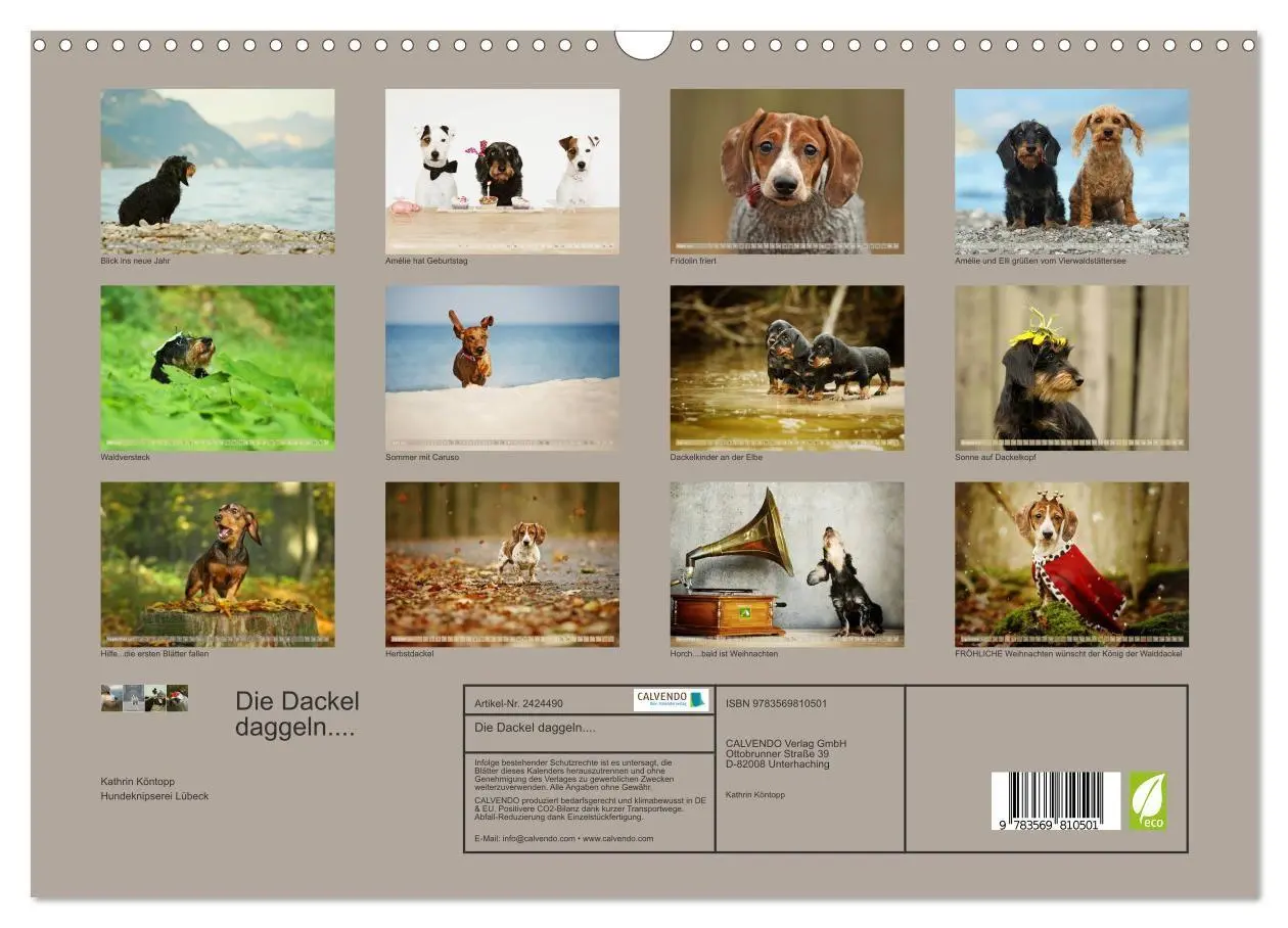 Bild: 9783569810501 | Die Dackel daggeln.... (Wandkalender 2027 DIN A3 quer), CALVENDO...