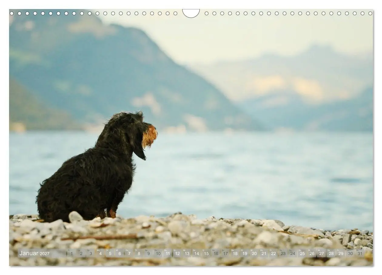Bild: 9783569810501 | Die Dackel daggeln.... (Wandkalender 2027 DIN A3 quer), CALVENDO...