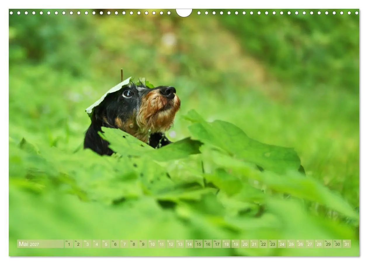Bild: 9783569810501 | Die Dackel daggeln.... (Wandkalender 2027 DIN A3 quer), CALVENDO...
