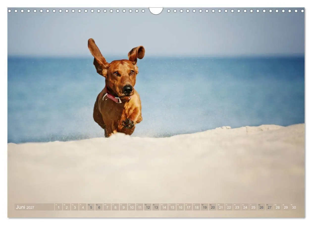Bild: 9783569810501 | Die Dackel daggeln.... (Wandkalender 2027 DIN A3 quer), CALVENDO...