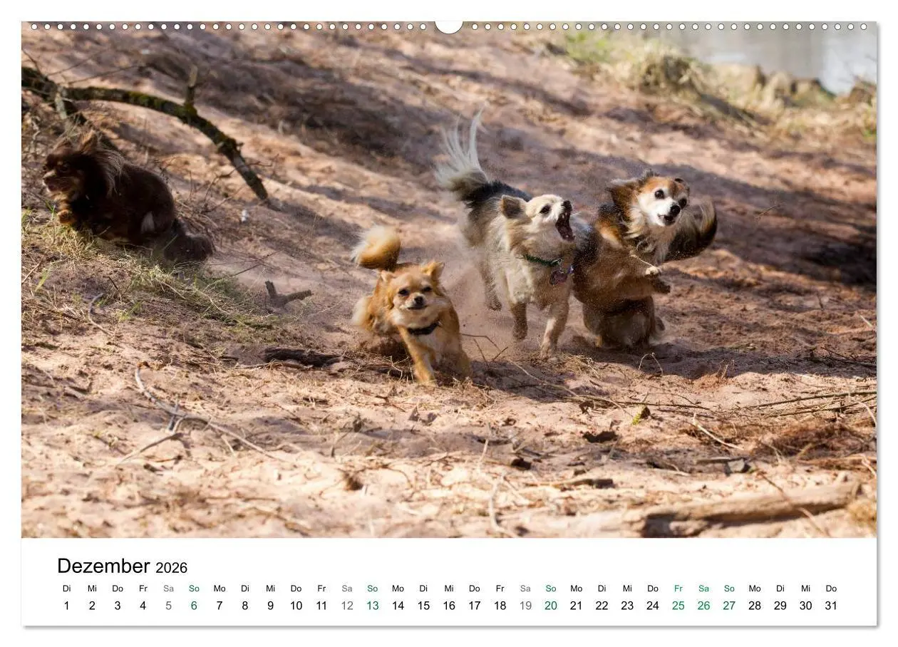 Bild: 9783516170801 | Chihuahuas - kleine Herzensbrecher (Wandkalender 2026 DIN A2 quer),...