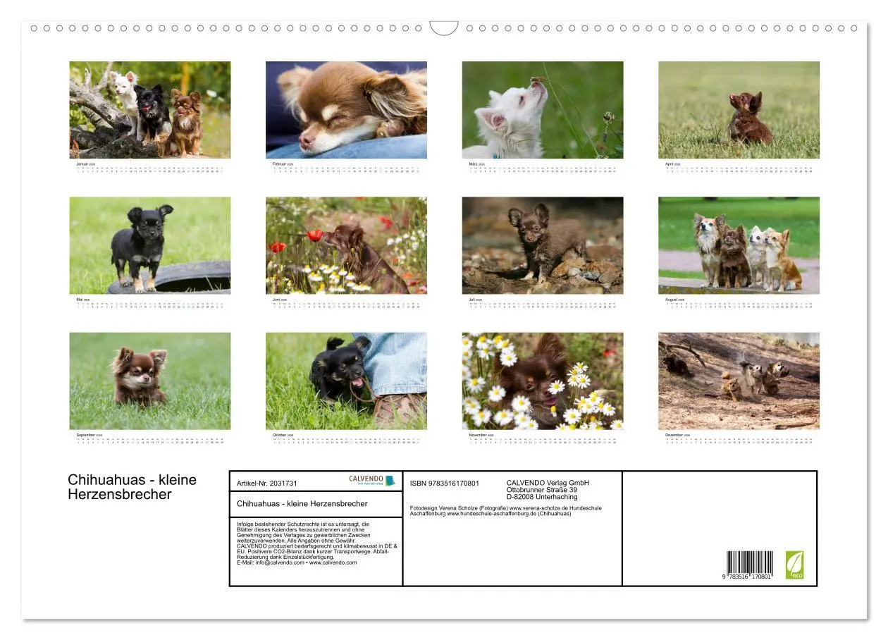 Bild: 9783516170801 | Chihuahuas - kleine Herzensbrecher (Wandkalender 2026 DIN A2 quer),...