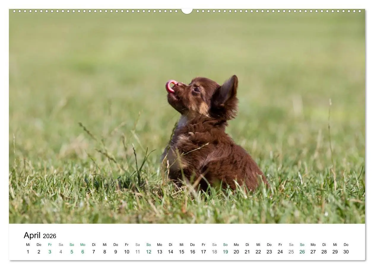 Bild: 9783516170801 | Chihuahuas - kleine Herzensbrecher (Wandkalender 2026 DIN A2 quer),...