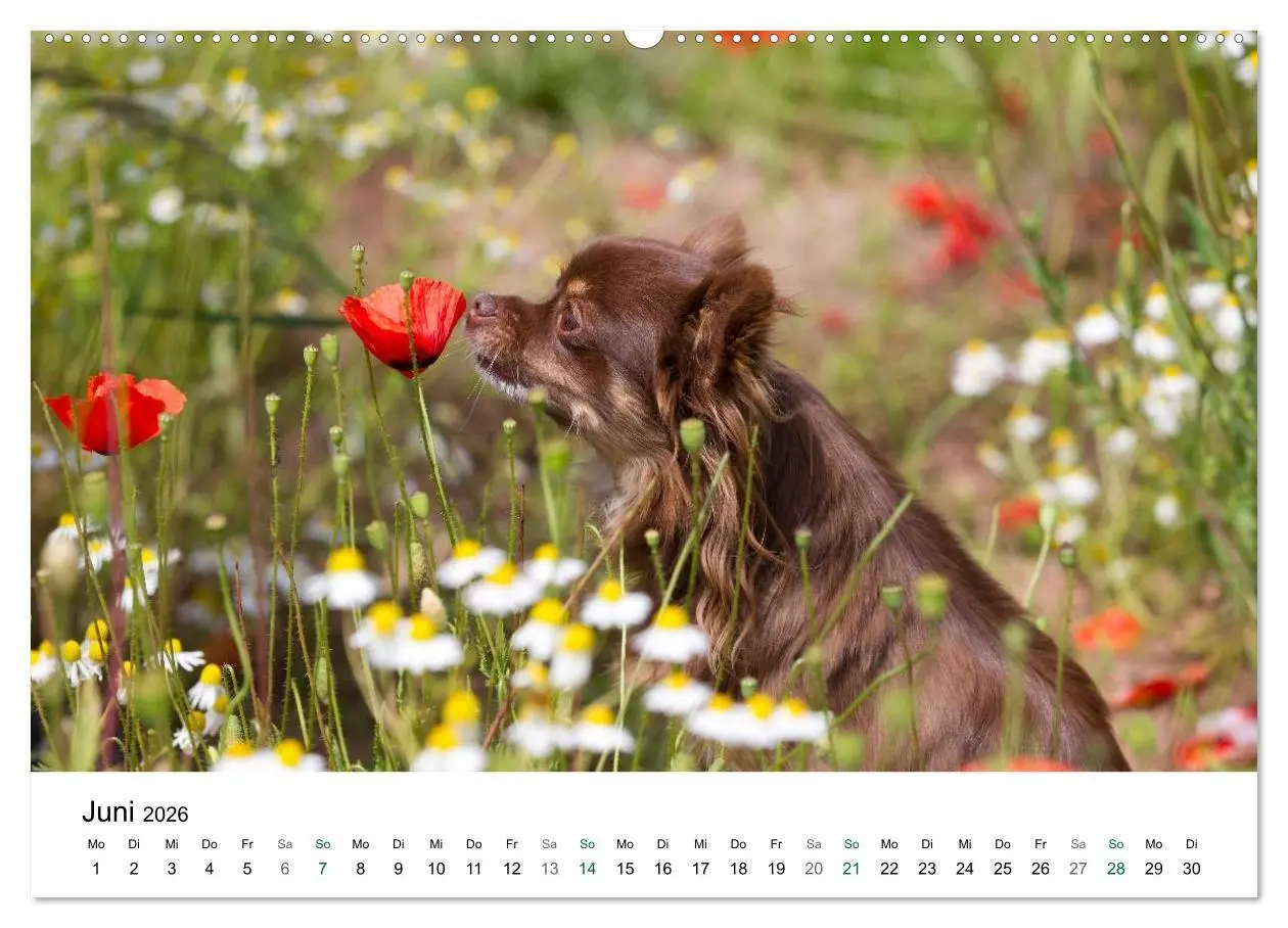 Bild: 9783516170801 | Chihuahuas - kleine Herzensbrecher (Wandkalender 2026 DIN A2 quer),...