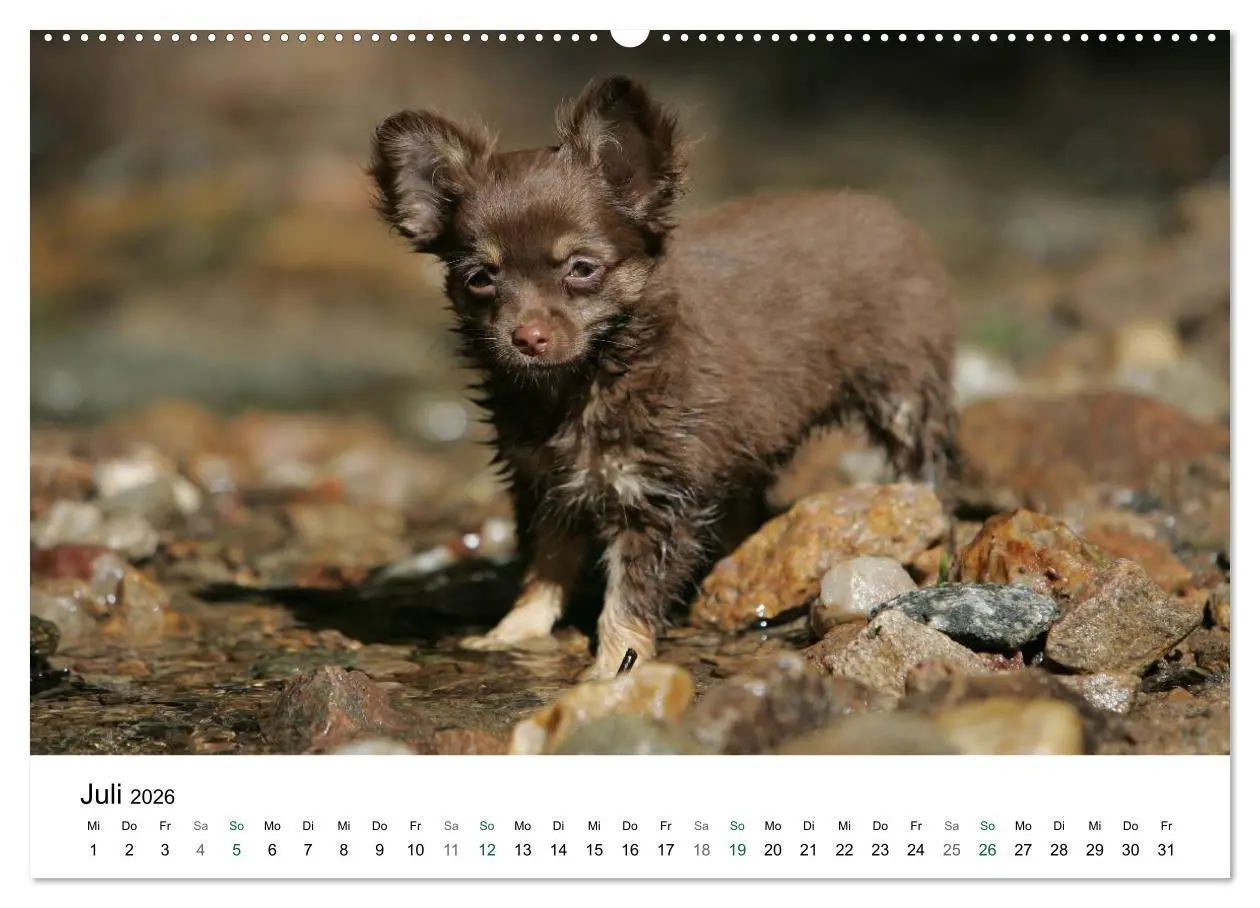 Bild: 9783516170801 | Chihuahuas - kleine Herzensbrecher (Wandkalender 2026 DIN A2 quer),...