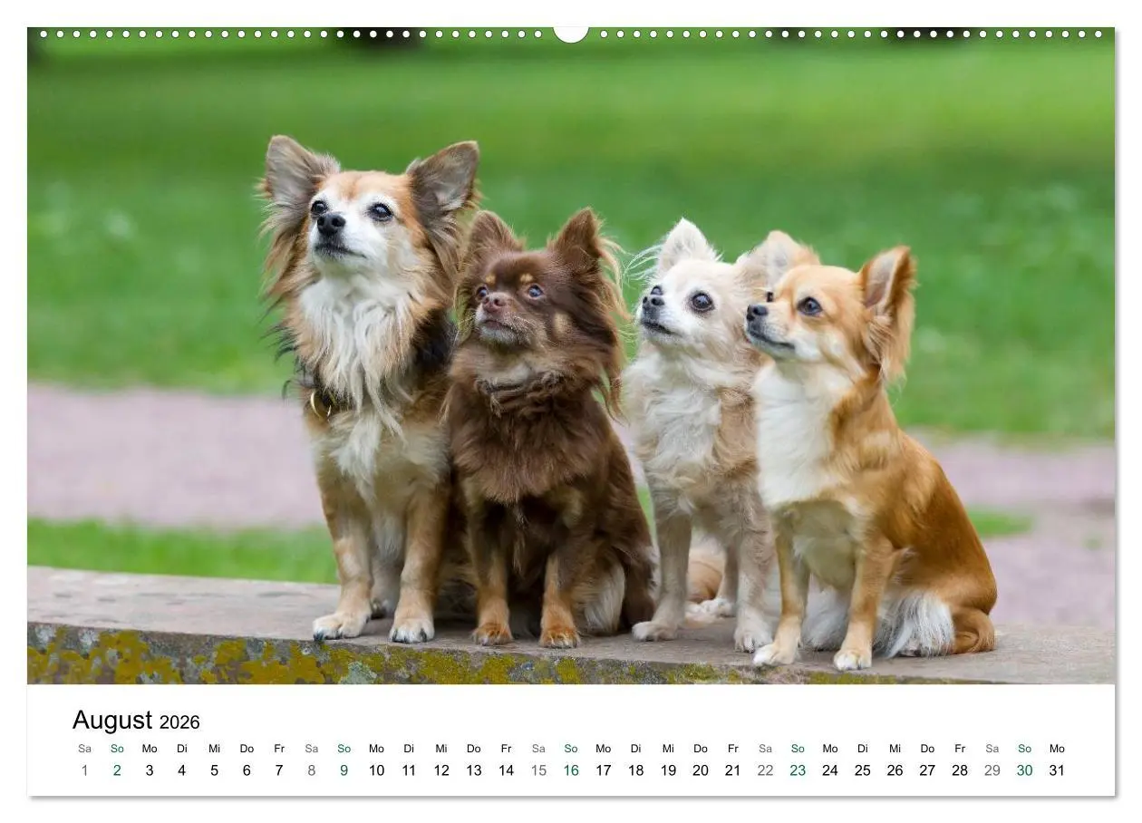 Bild: 9783516170801 | Chihuahuas - kleine Herzensbrecher (Wandkalender 2026 DIN A2 quer),...