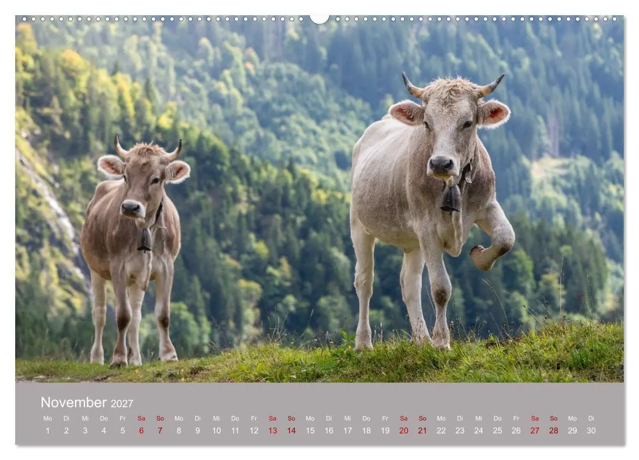 Bild: 9783516790801 | Allgäuer Rindvieh 2027 (hochwertiger Premium Wandkalender 2027 DIN...