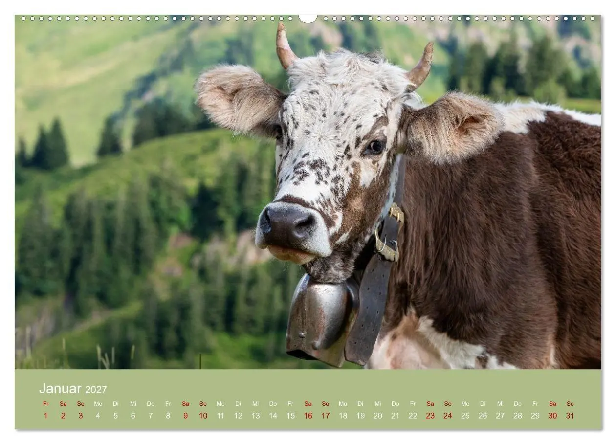 Bild: 9783516790801 | Allgäuer Rindvieh 2027 (hochwertiger Premium Wandkalender 2027 DIN...