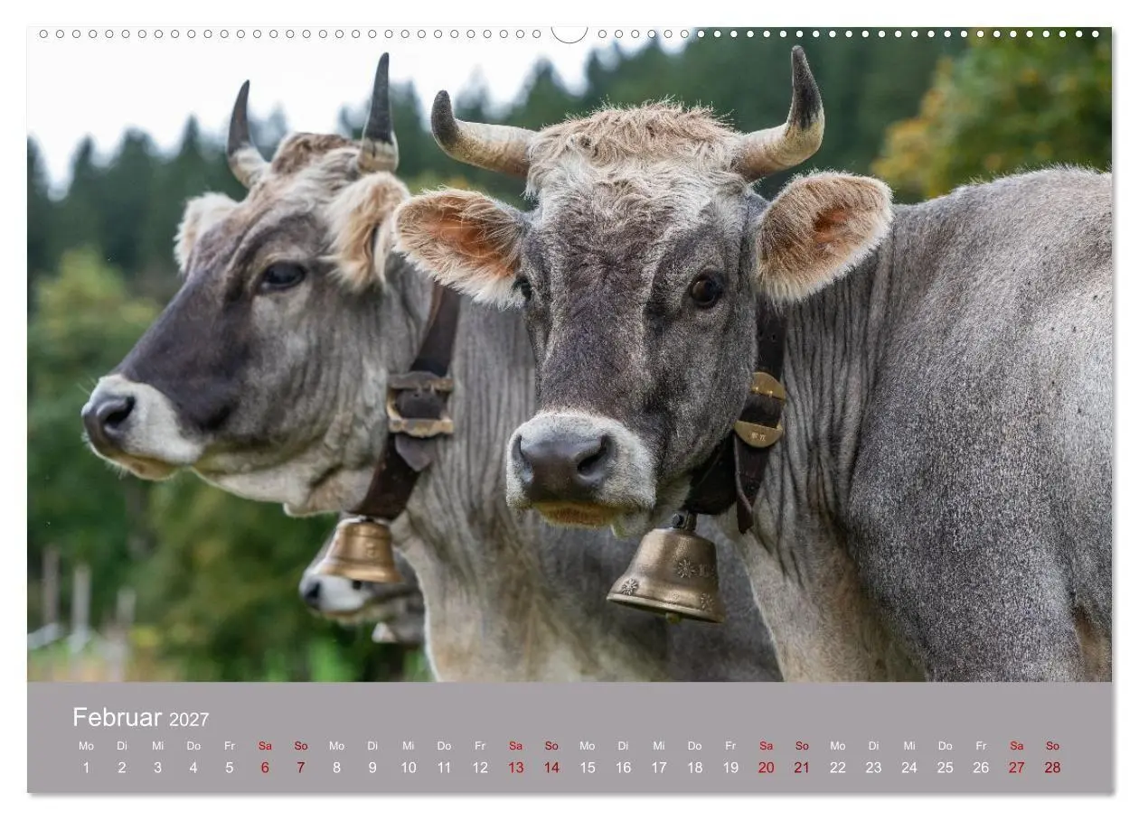 Bild: 9783516790801 | Allgäuer Rindvieh 2027 (hochwertiger Premium Wandkalender 2027 DIN...