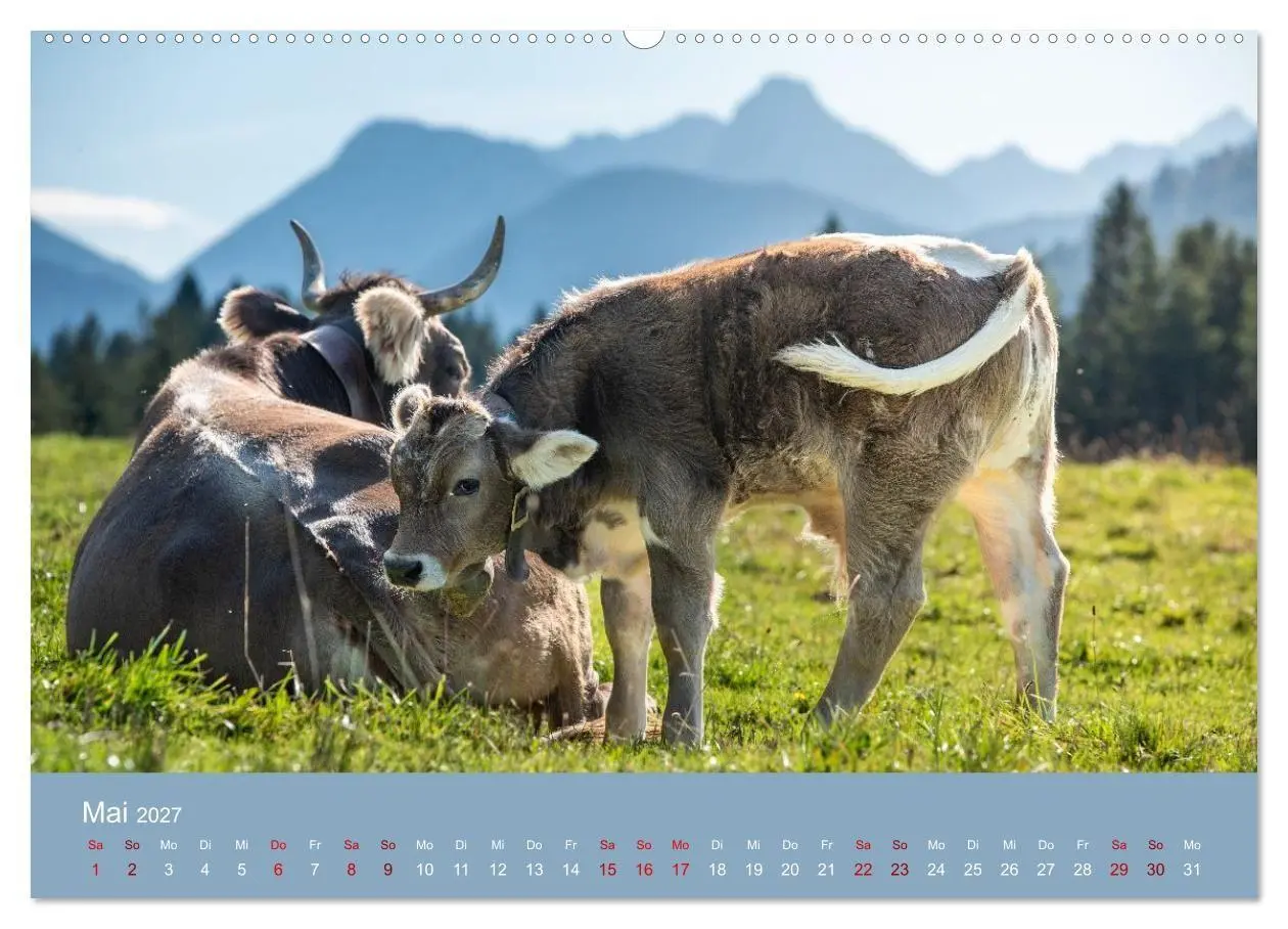Bild: 9783516790801 | Allgäuer Rindvieh 2027 (hochwertiger Premium Wandkalender 2027 DIN...