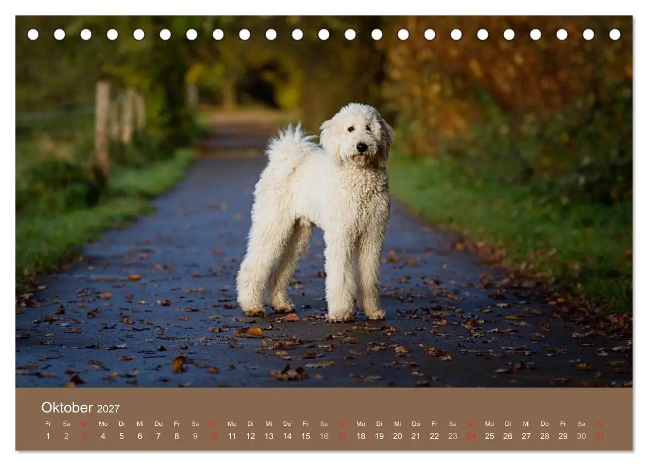 Bild: 9783594150801 | Pudel (Tischkalender 2027 DIN A5 quer), CALVENDO Monatskalender | 2027