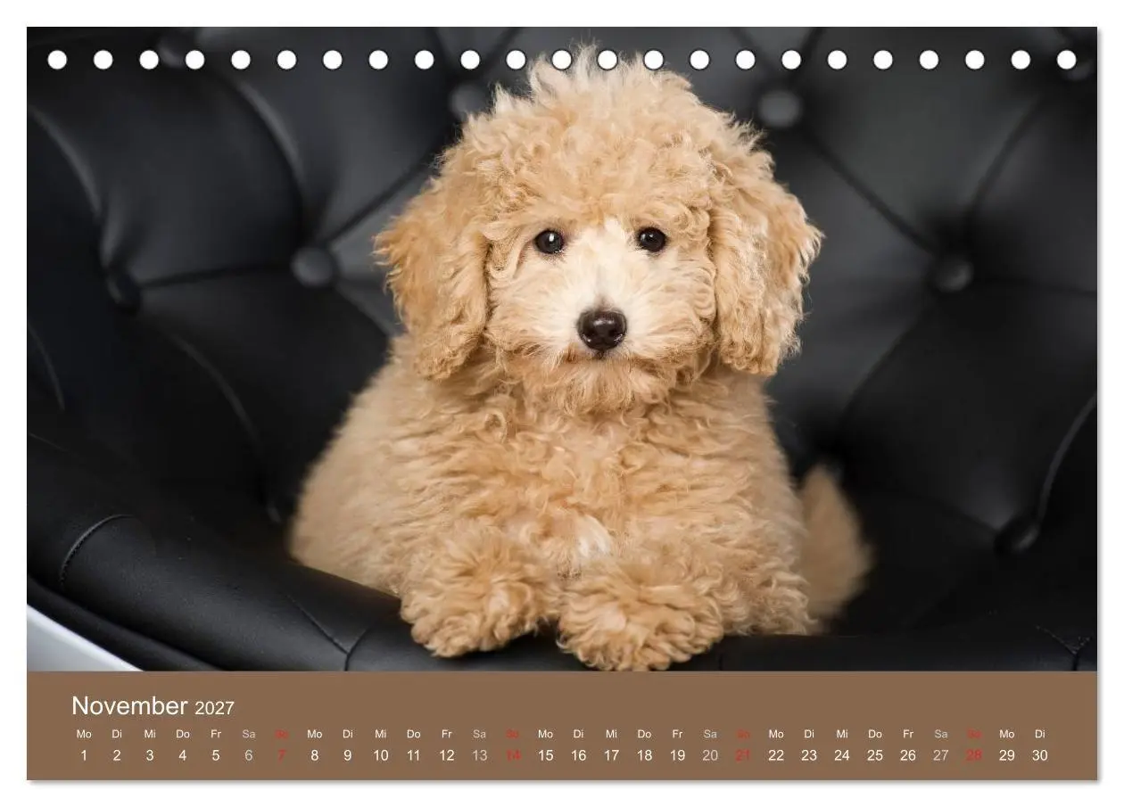 Bild: 9783594150801 | Pudel (Tischkalender 2027 DIN A5 quer), CALVENDO Monatskalender | 2027