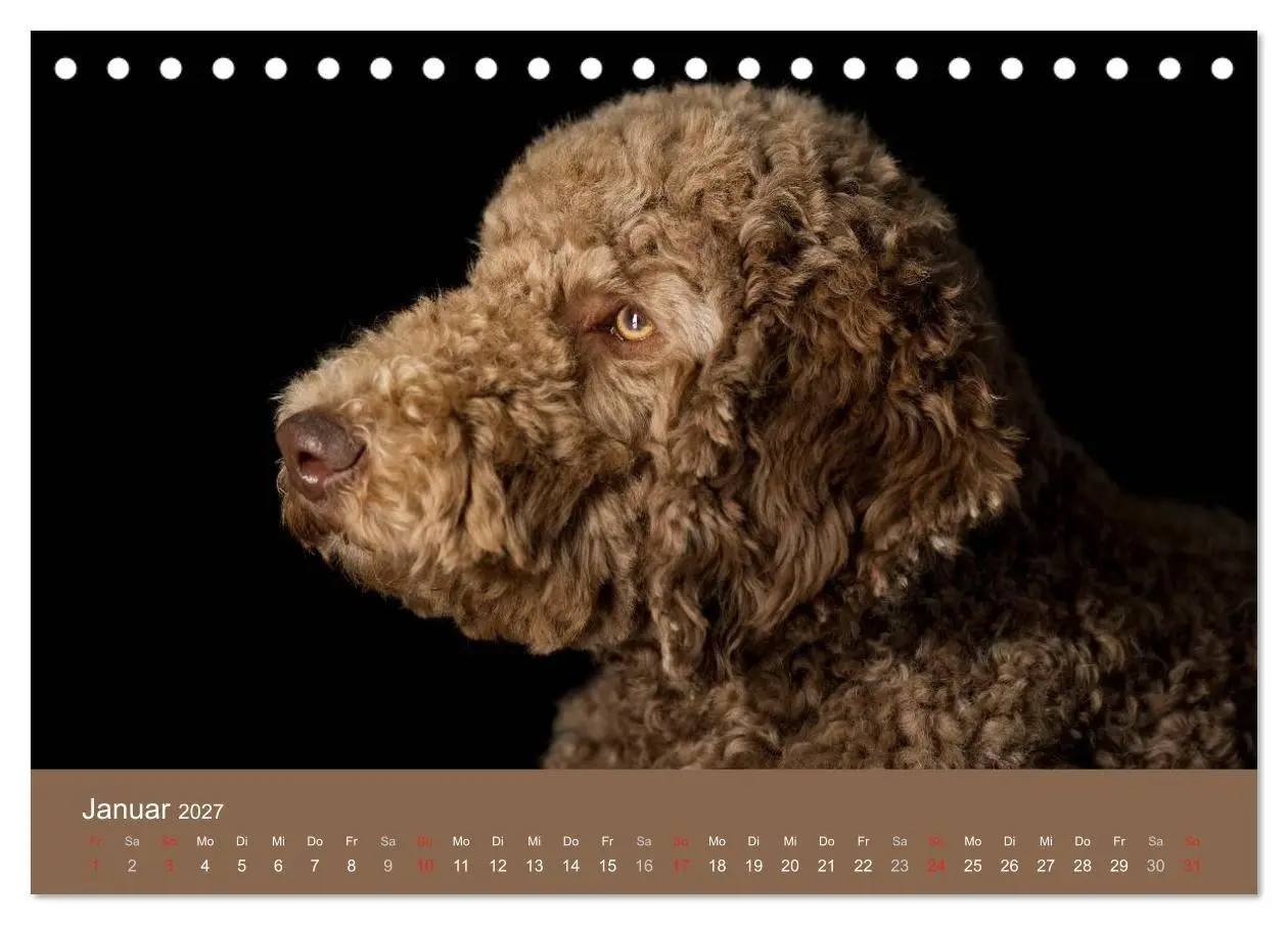 Bild: 9783594150801 | Pudel (Tischkalender 2027 DIN A5 quer), CALVENDO Monatskalender | 2027