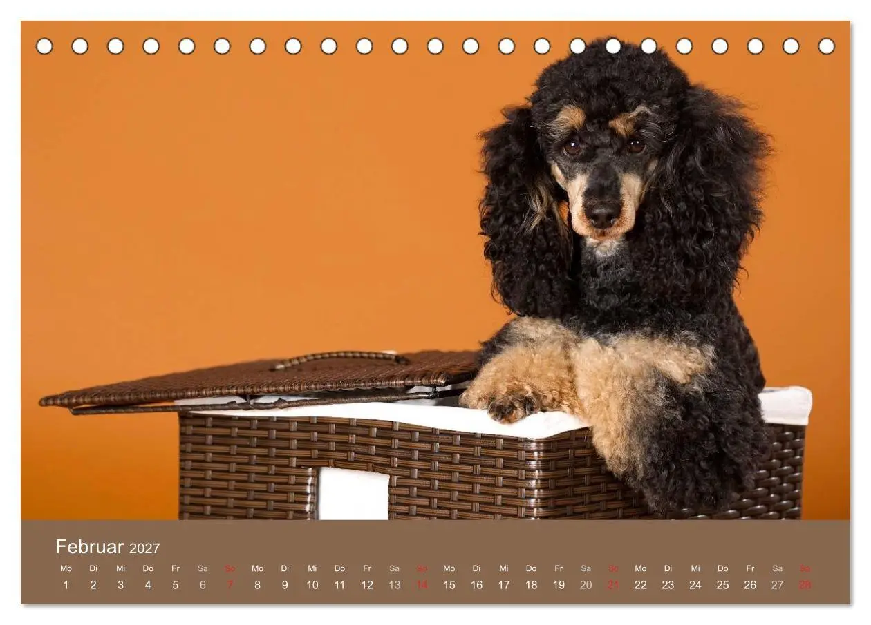 Bild: 9783594150801 | Pudel (Tischkalender 2027 DIN A5 quer), CALVENDO Monatskalender | 2027