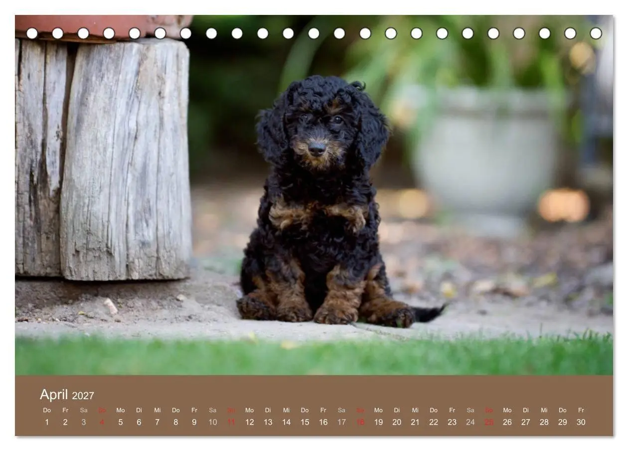 Bild: 9783594150801 | Pudel (Tischkalender 2027 DIN A5 quer), CALVENDO Monatskalender | 2027