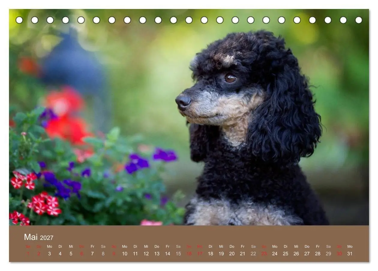 Bild: 9783594150801 | Pudel (Tischkalender 2027 DIN A5 quer), CALVENDO Monatskalender | 2027