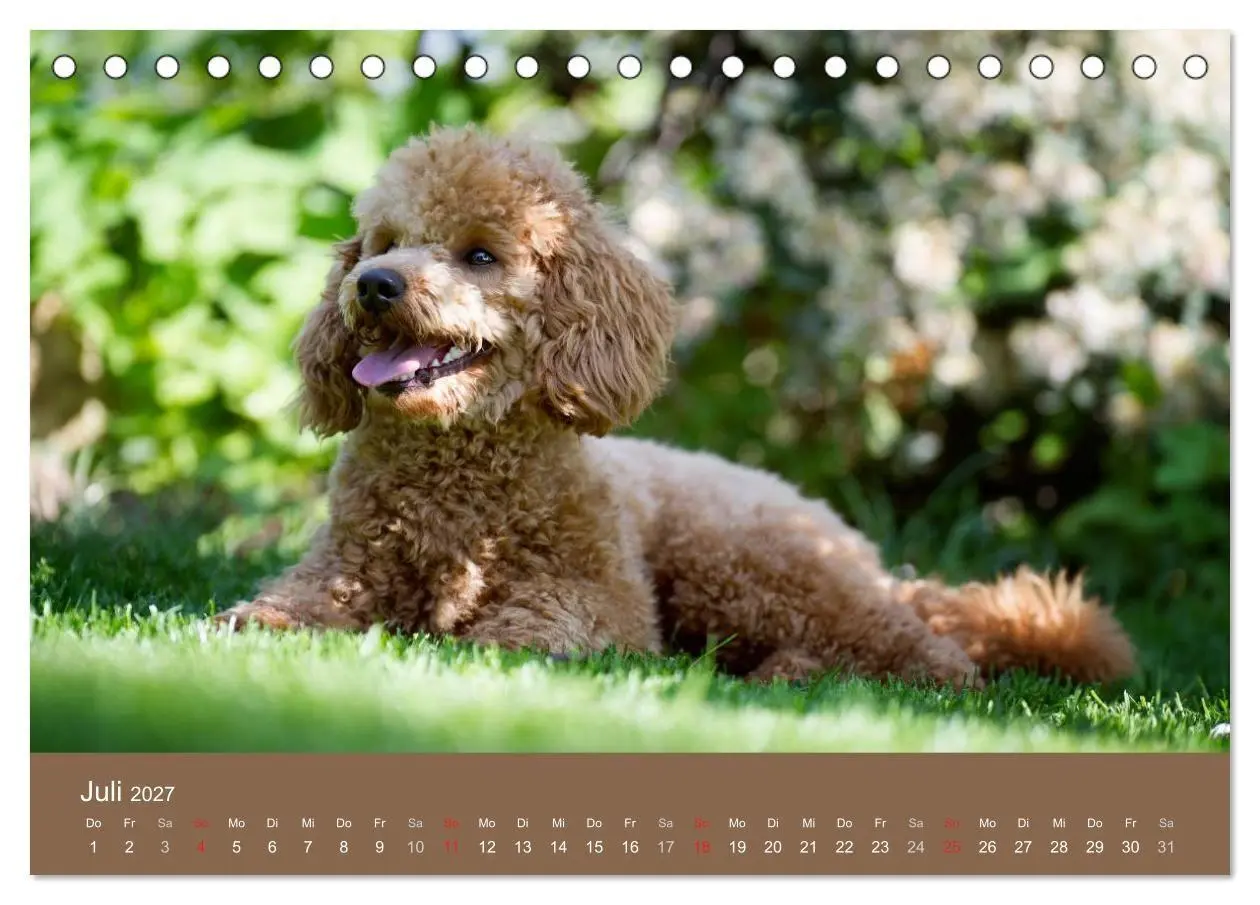 Bild: 9783594150801 | Pudel (Tischkalender 2027 DIN A5 quer), CALVENDO Monatskalender | 2027