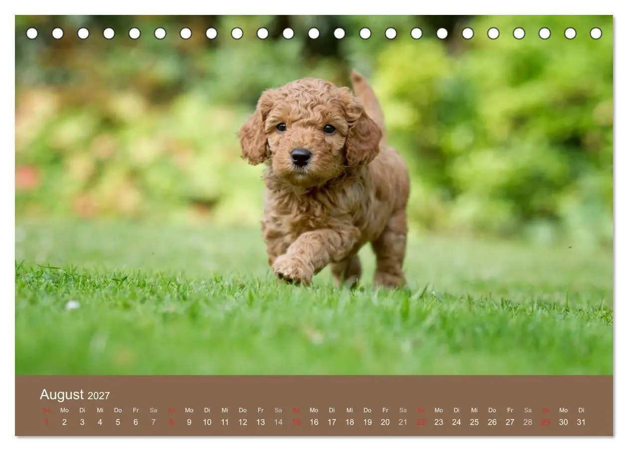 Bild: 9783594150801 | Pudel (Tischkalender 2027 DIN A5 quer), CALVENDO Monatskalender | 2027