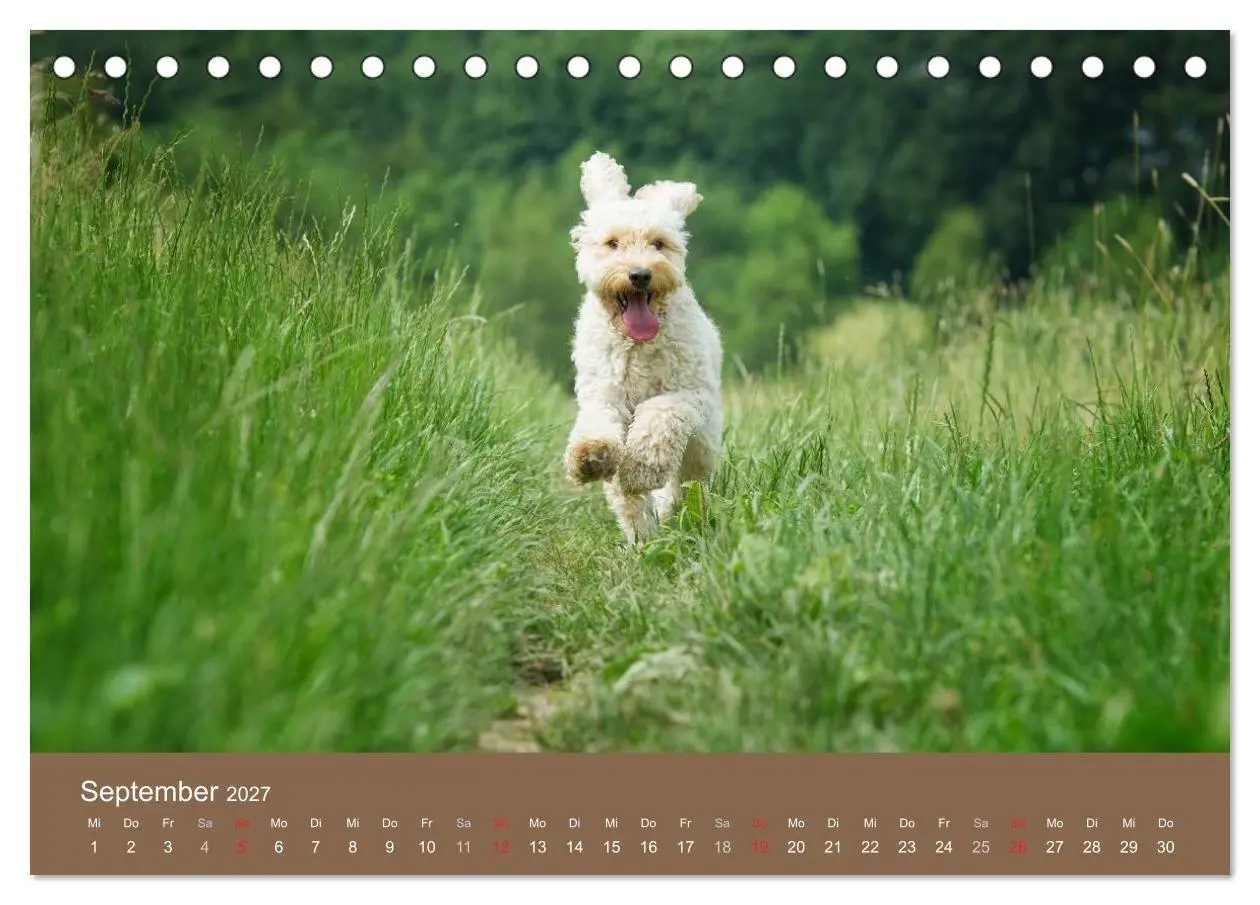 Bild: 9783594150801 | Pudel (Tischkalender 2027 DIN A5 quer), CALVENDO Monatskalender | 2027
