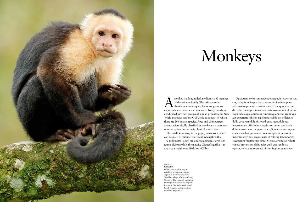 Bild: 9781838861001 | Monkeys | Apes, Gorillas and Other Primates | Tom Jackson | Buch