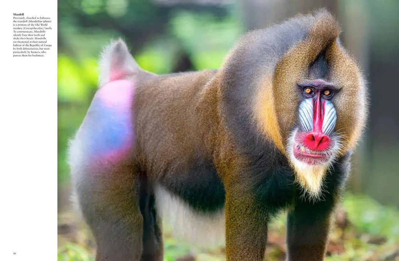 Bild: 9781838861001 | Monkeys | Apes, Gorillas and Other Primates | Tom Jackson | Buch