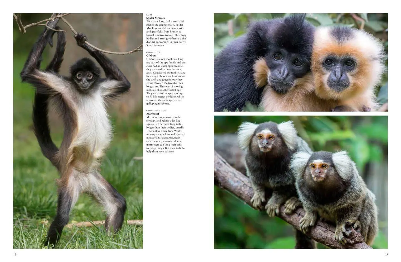 Bild: 9781838861001 | Monkeys | Apes, Gorillas and Other Primates | Tom Jackson | Buch