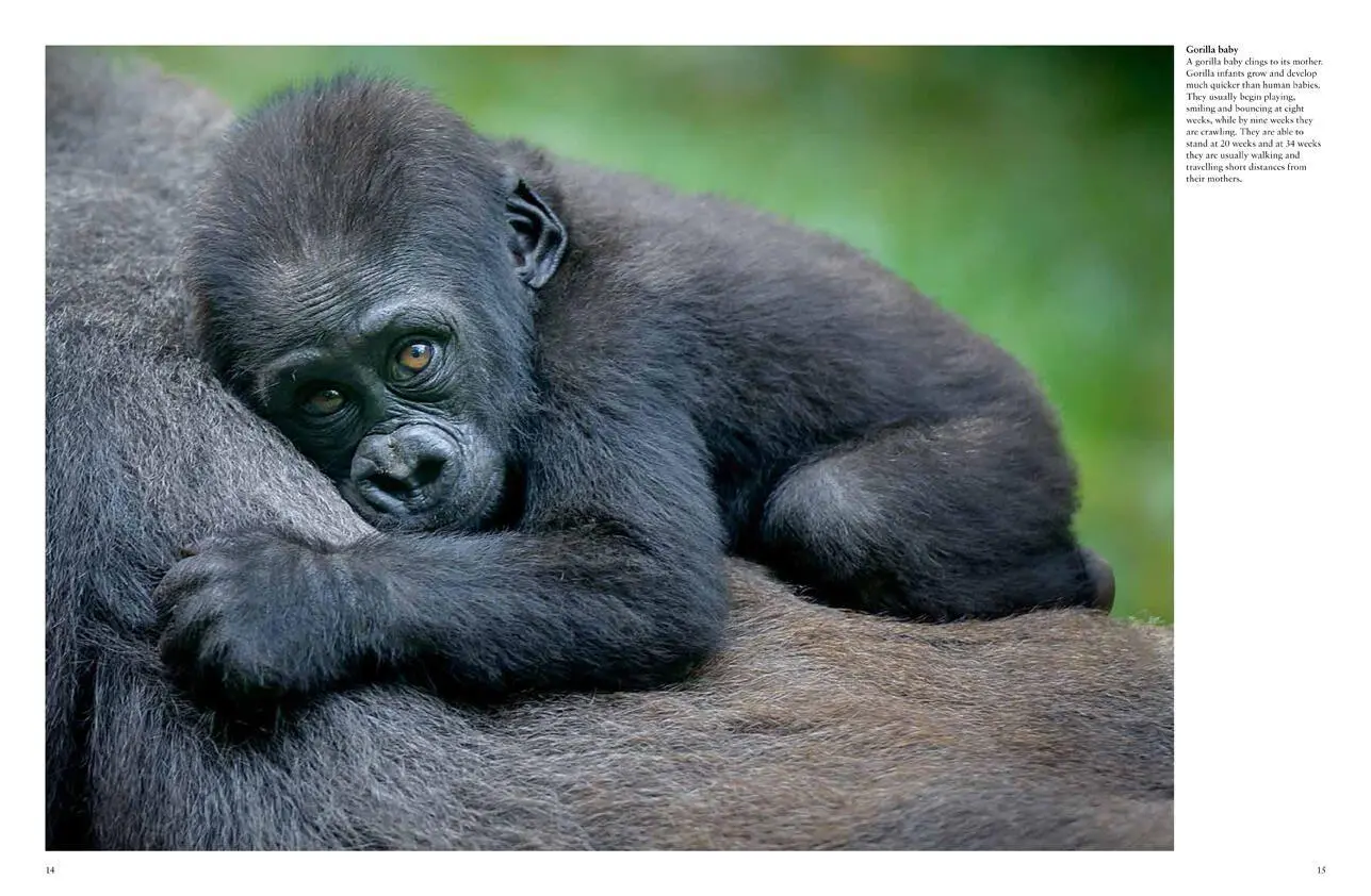 Bild: 9781838861001 | Monkeys | Apes, Gorillas and Other Primates | Tom Jackson | Buch